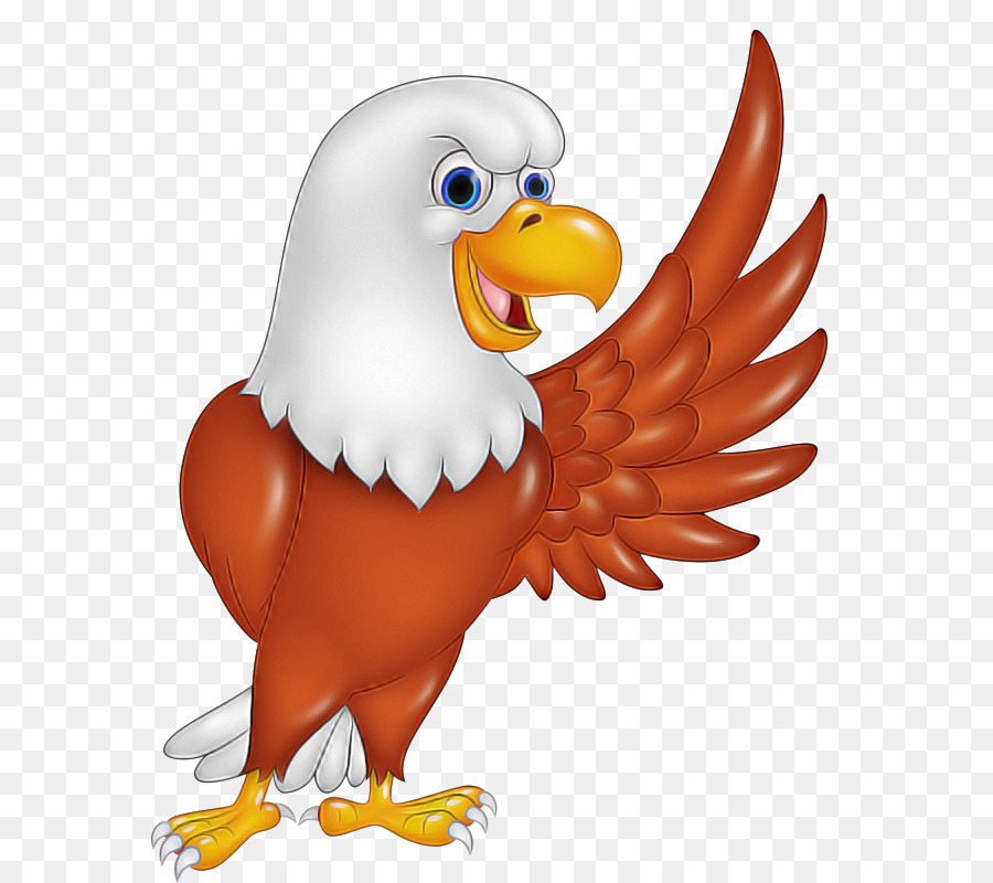 Vogel Weißkopfseeadler Adler Schnabel accipitridae - 