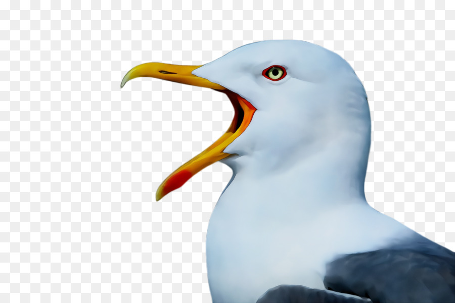 bird beak european herring gull western gull gull