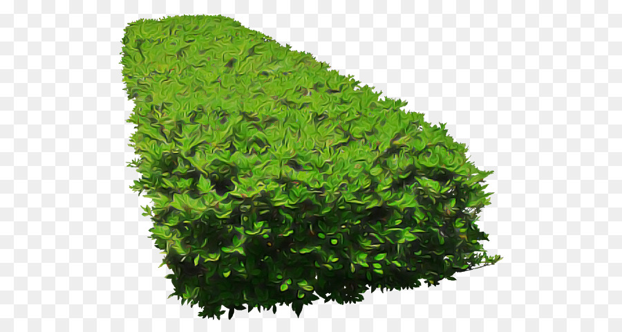 arbusto verde della pianta dell'erba del foglio - 