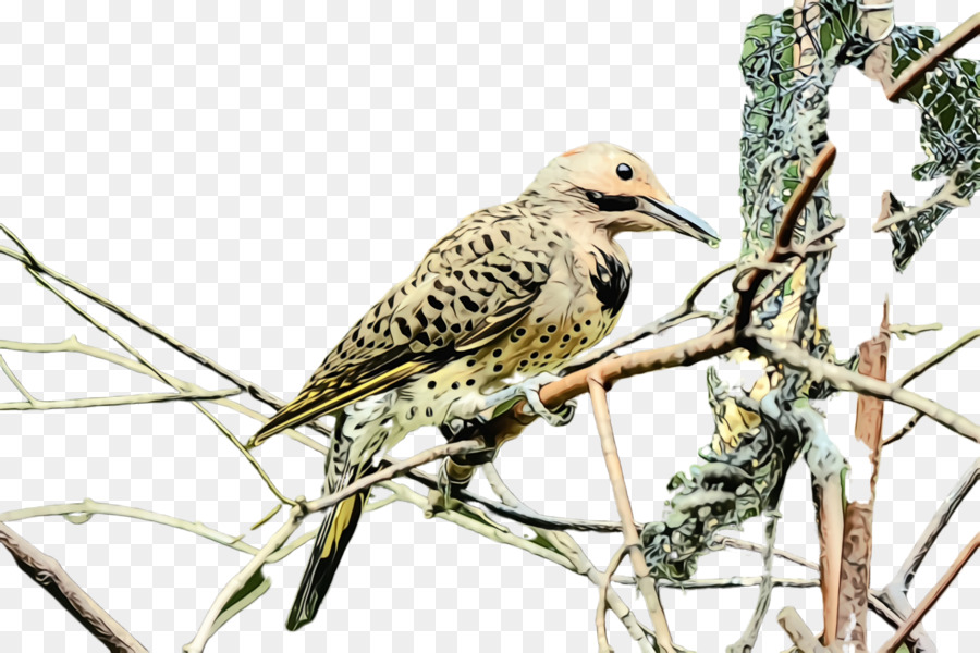 bird beak northern flicker wildlife adaptation