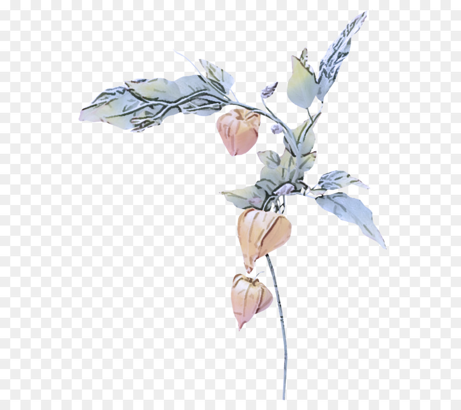 fiore pianta foglia fiori recisi magnolia - 
