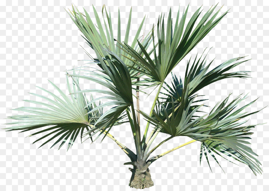 Palm tree img