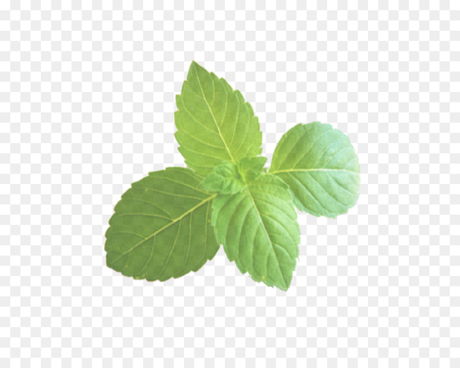leaf plant flower mint herb