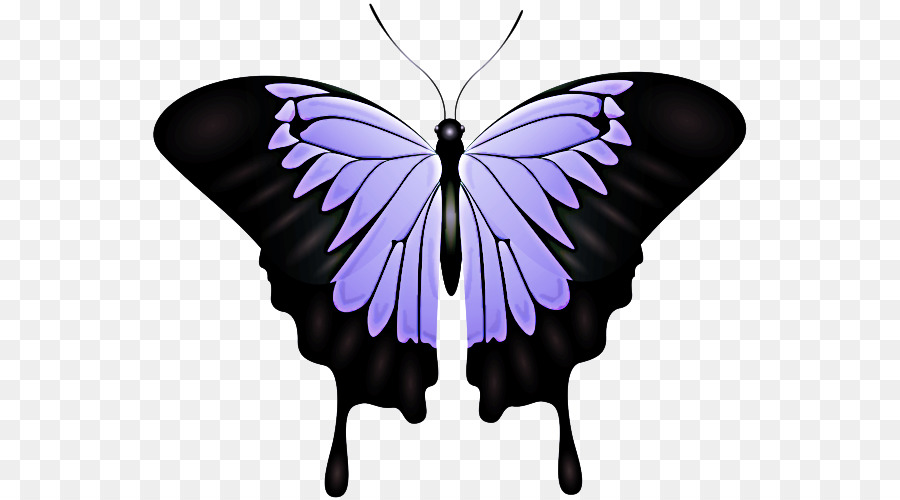 Schmetterlingsinsektenmotten und Schmetterlinge lila violett - 