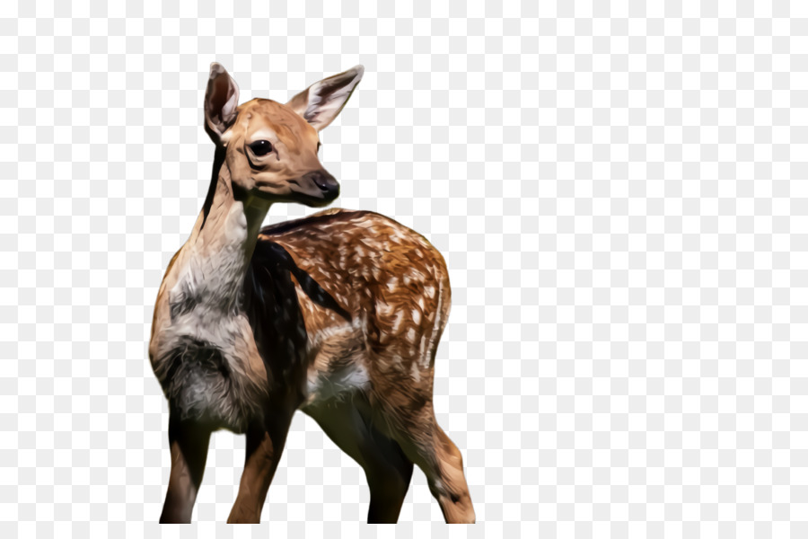 wildlife terrestrial animal roe deer animal figure fawn