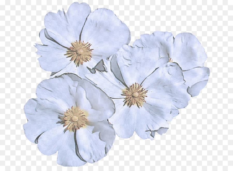 cánh hoa trắng cắt hoa - 
