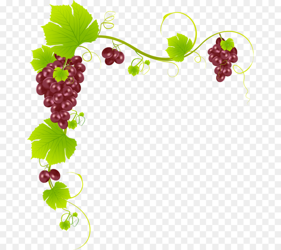 grape grape leaves grapevine family seedless fruit berry