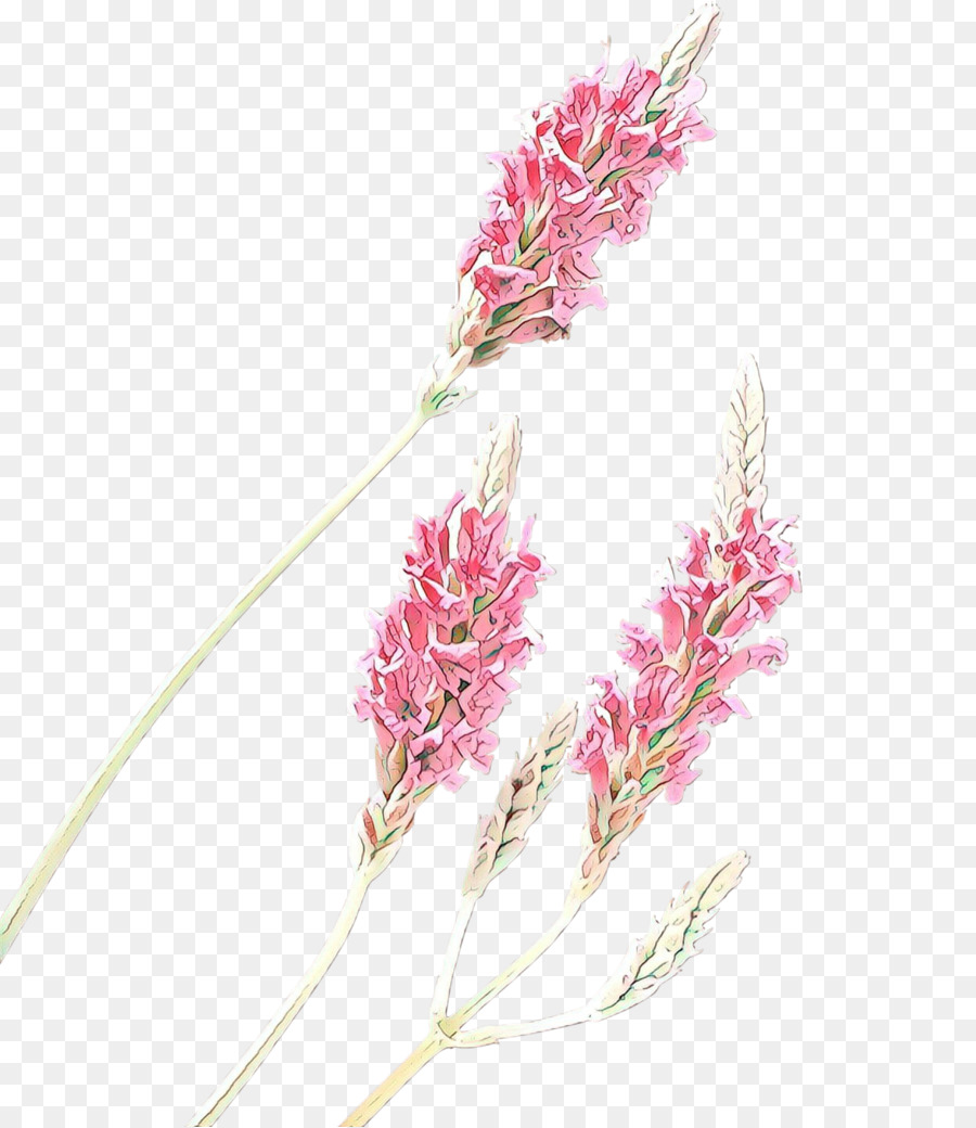Blühende Pflanze Blume Pflanze rosa Pedicel - 