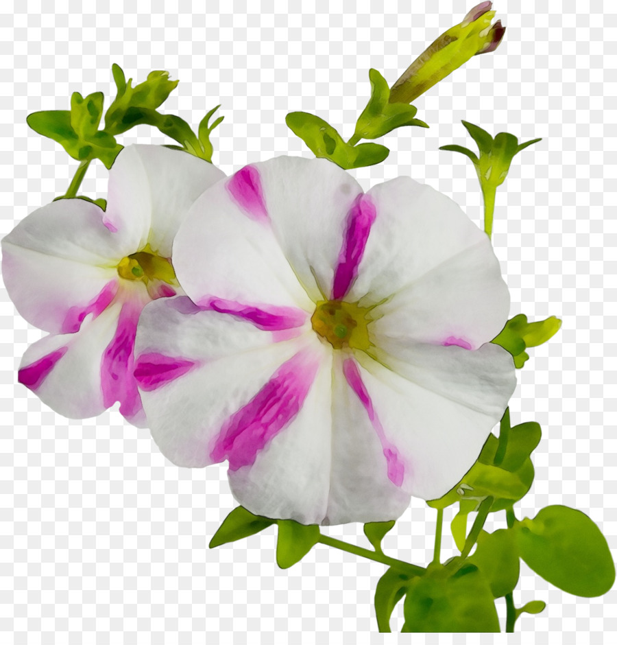 Blütenblatt Pflanze rosa blühende Pflanze - 