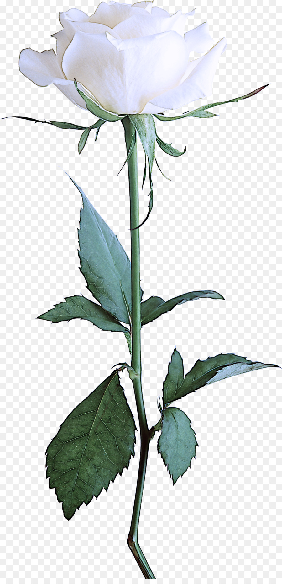 gambo della pianta della foglia della pianta di fioritura della pianta del fiore - 