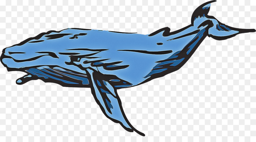 Meeressäugetier Buckelwal Cetacea Wal Blauwal - 