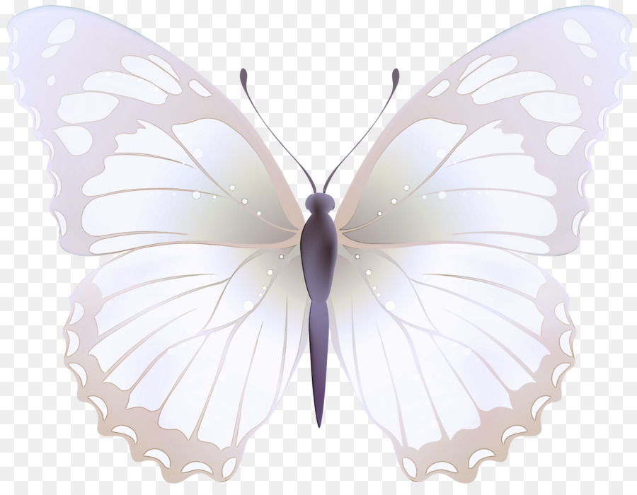 Polline bianche di falene e farfalle e farfalle Polline - 