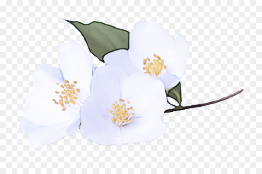 Pianta di fioritura del fiore bianco Pianta di fioritura Petalo - 