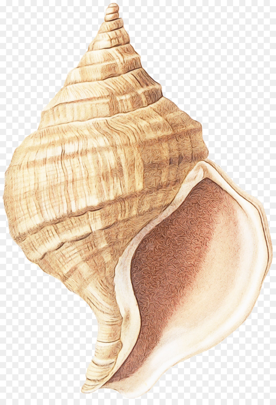 Muschel Muschel Shankha Shell Meeresschnecke - 
