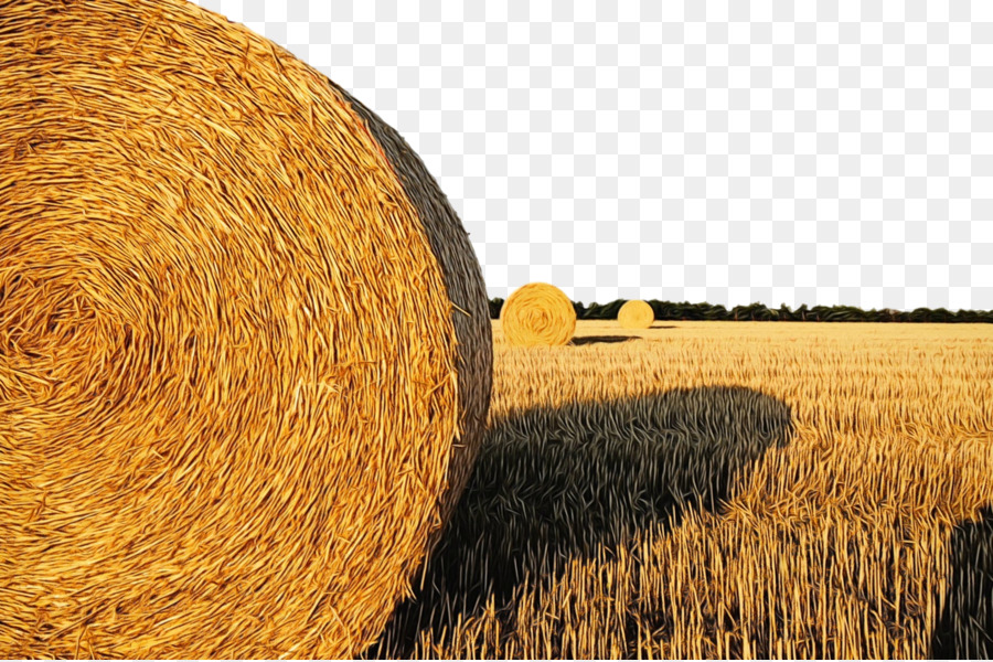 hay straw field agriculture harvest