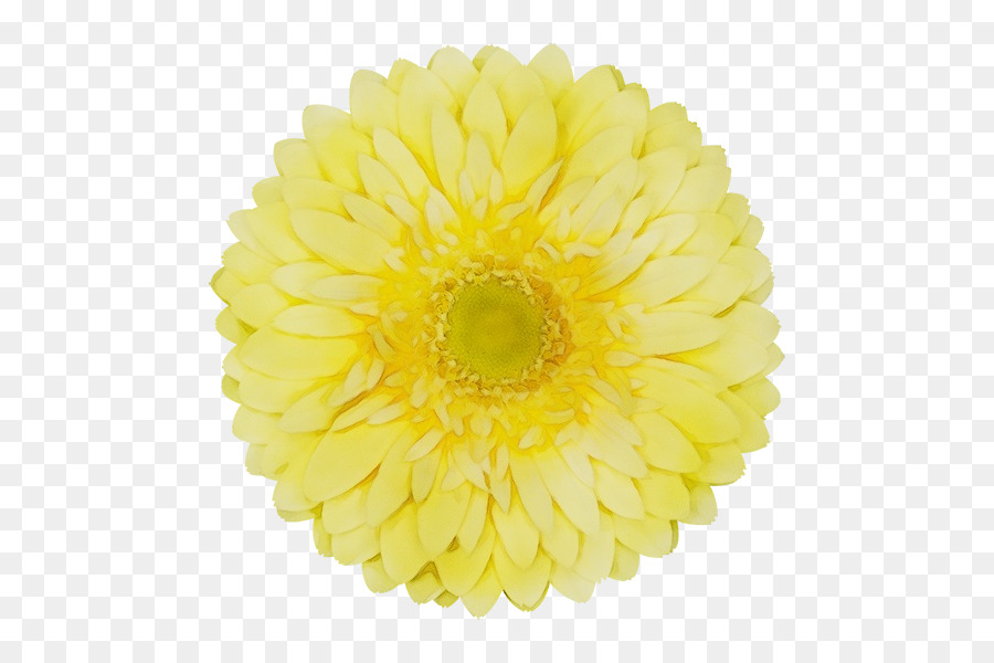 yellow gerbera flower cut flowers petal