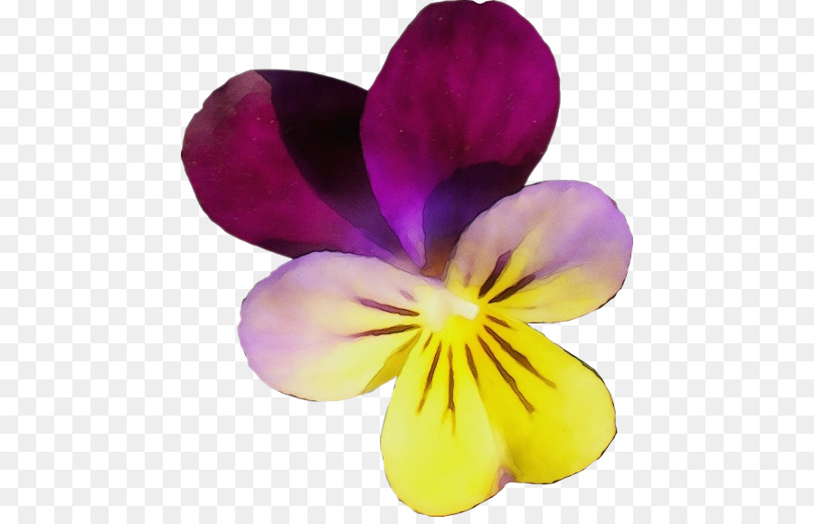 thực vật có hoa cánh hoa tím - 