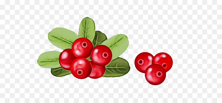 berry lingonberry trái cây cây đỏ - 
