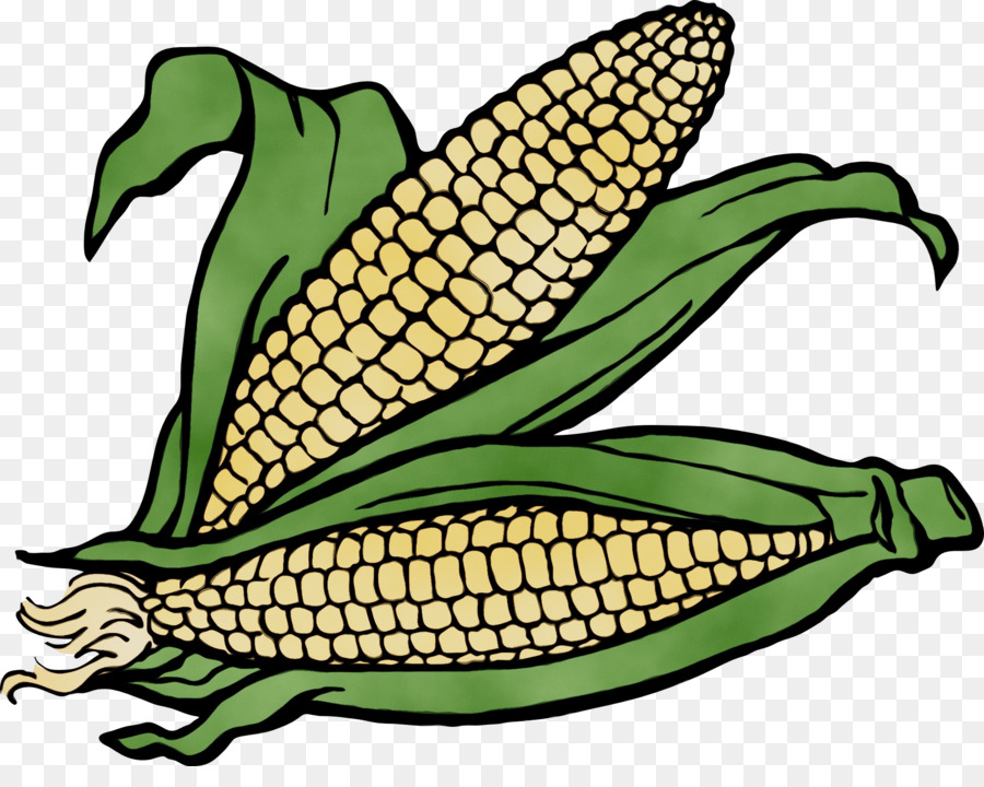 mais sulla pannocchia mais mais pianta vegetale cibo vegetariano - 