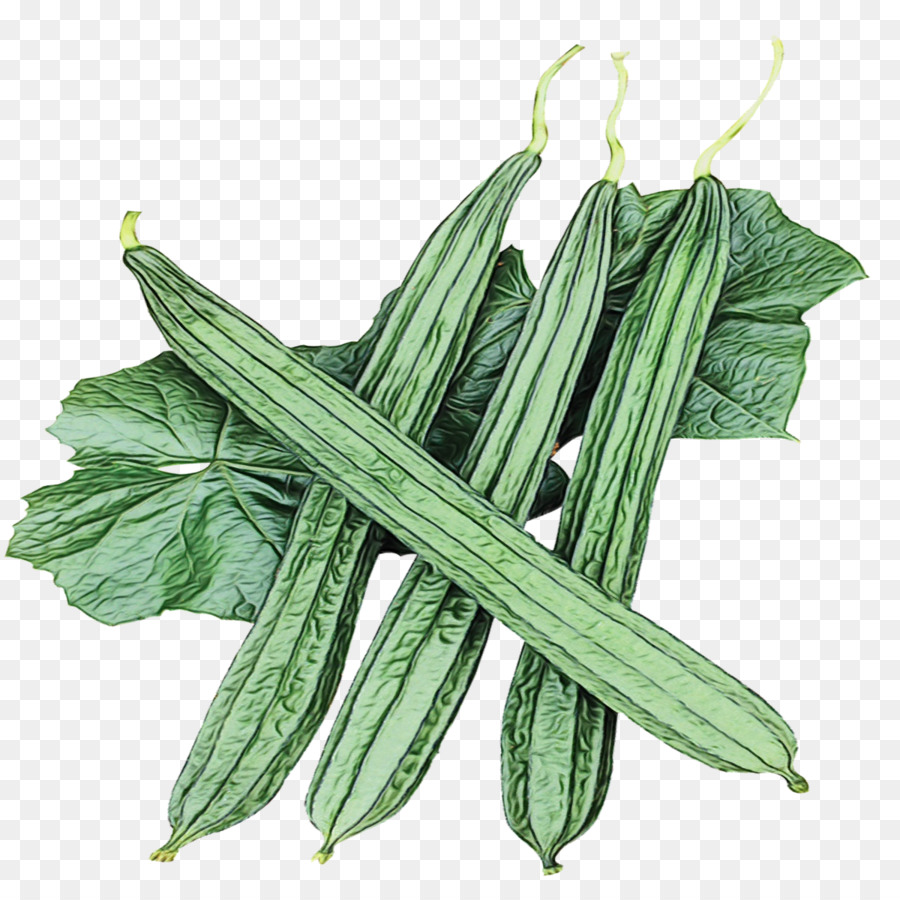 plant vegetable flowering plant leaf okra
