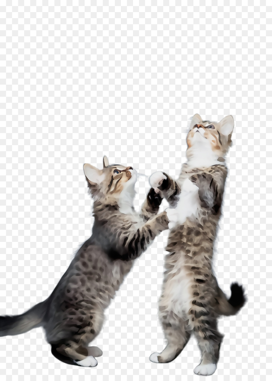 Mèo nhỏ đến trung bình mèo cỡ lớn Châu Âu Tabby Cat American Watchhair - 