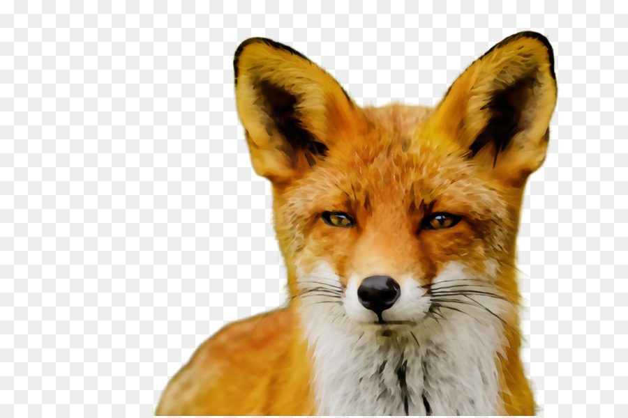 red fox fox wildlife dhole jackal