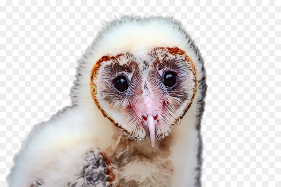 barn owl bird owl eye beak