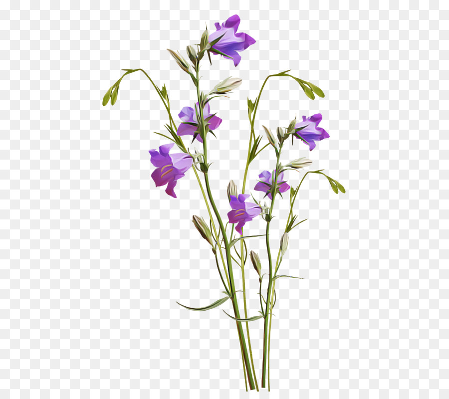 fiore pianta fiorita bellflower viola - 