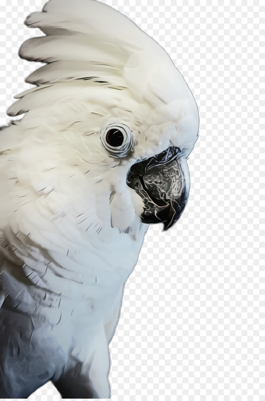 bird cockatoo parrot beak parakeet