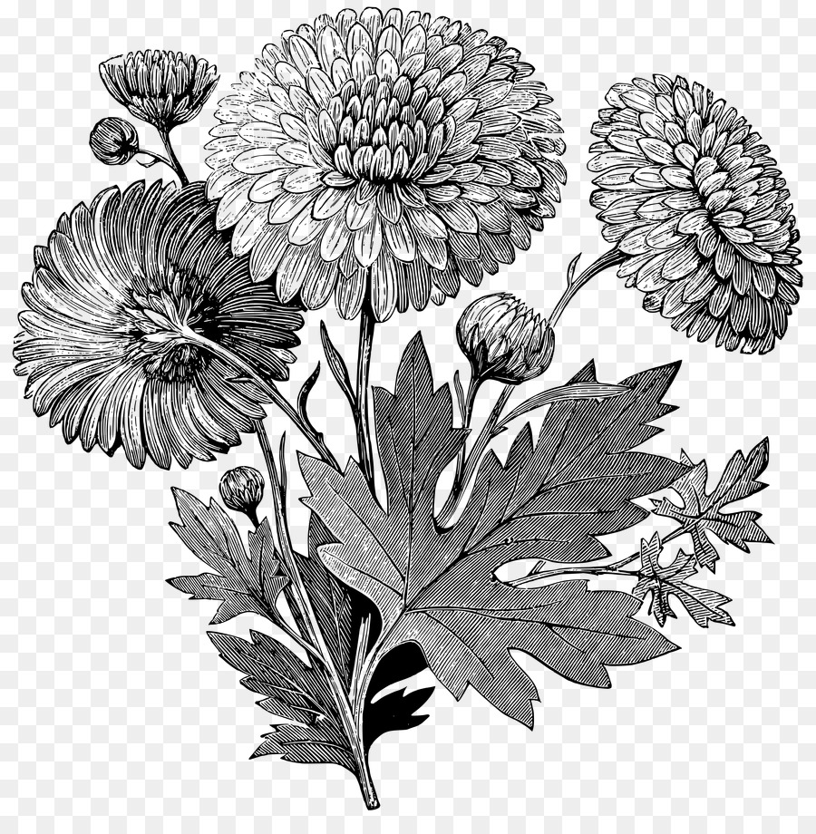 thực vật có hoa thực vật hoa pinc Muff đen và trắng - đốt cháy