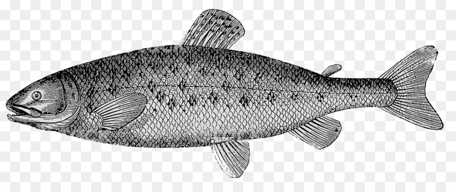 Fisch Fisch Rochenfisch Knochenfisch Fischprodukte - Banner Atlantic Lachs.