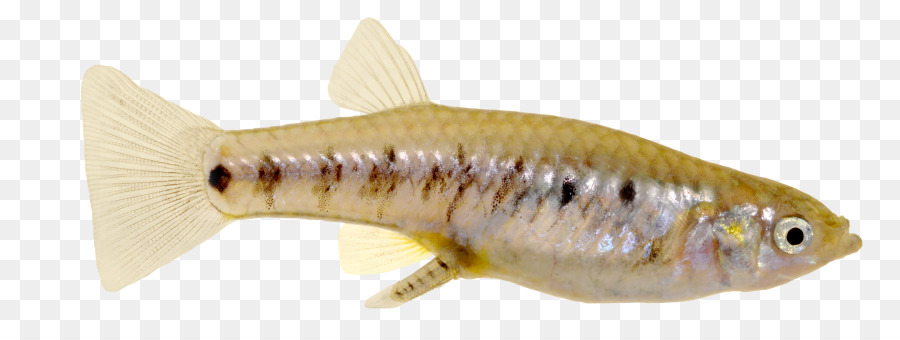 Fisch Fisch Knochenfisch - guppy png