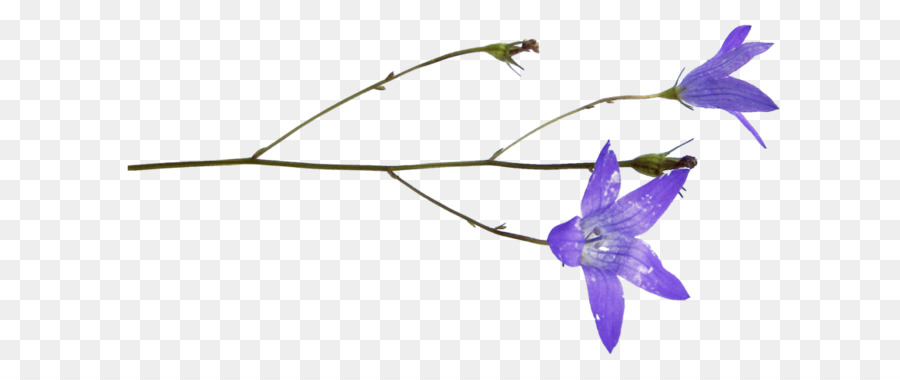 violette purpurrote Blume Betriebsglockenblume - Bluebell-Blume.