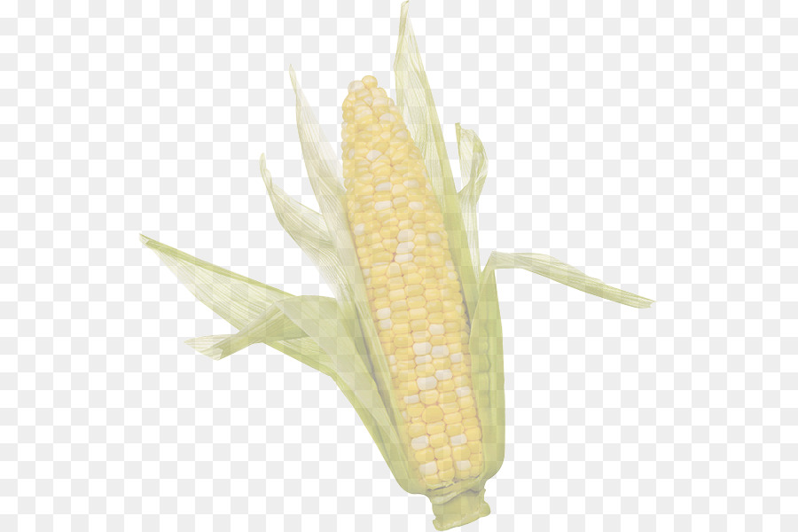 Corn on the Cob Corn Sweet Mais Mais Kernels Giallo - 