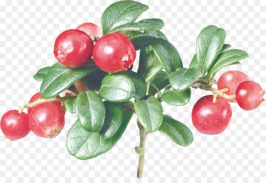 pianta da fiore arctostaphylos uva-ursi mirtillo rosso frutto della pianta - 
