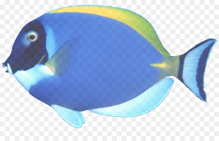 Fisch blauer Fisch pomacentridae pomacanthidae - 