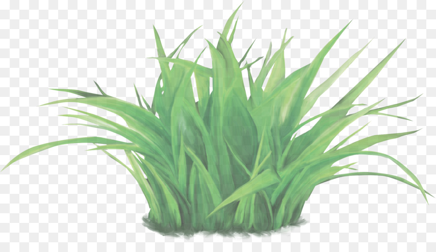 Graspflanze Schnittlauch der Familie des grünen Grases - 