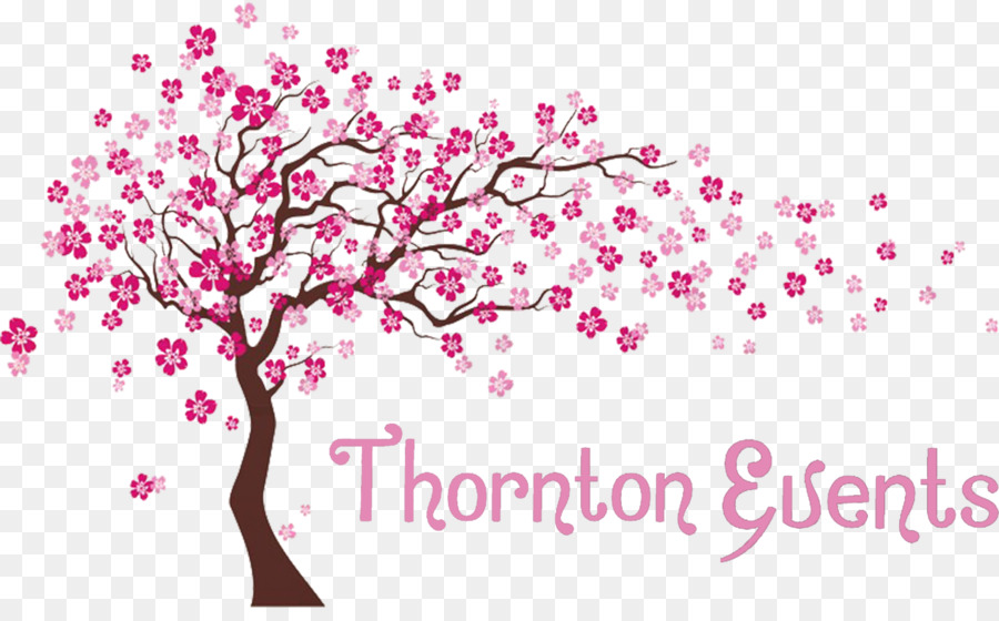 fiore di ciliegio - albero di primavera sakura