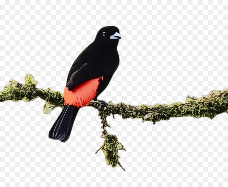bird beak blackbird branch perching bird