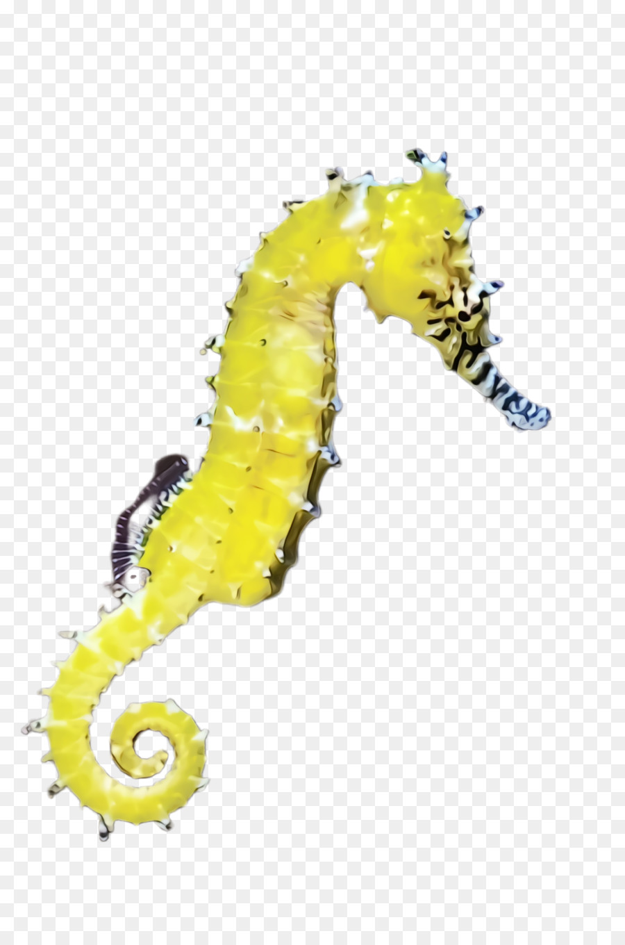 Seahorse Bắc Seahorse màu vàng hình động vật - 