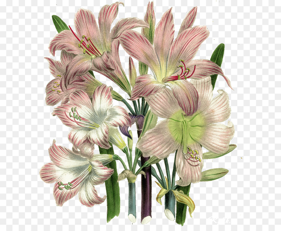 flower flowering plant plant cut flowers amaryllis belladonna
