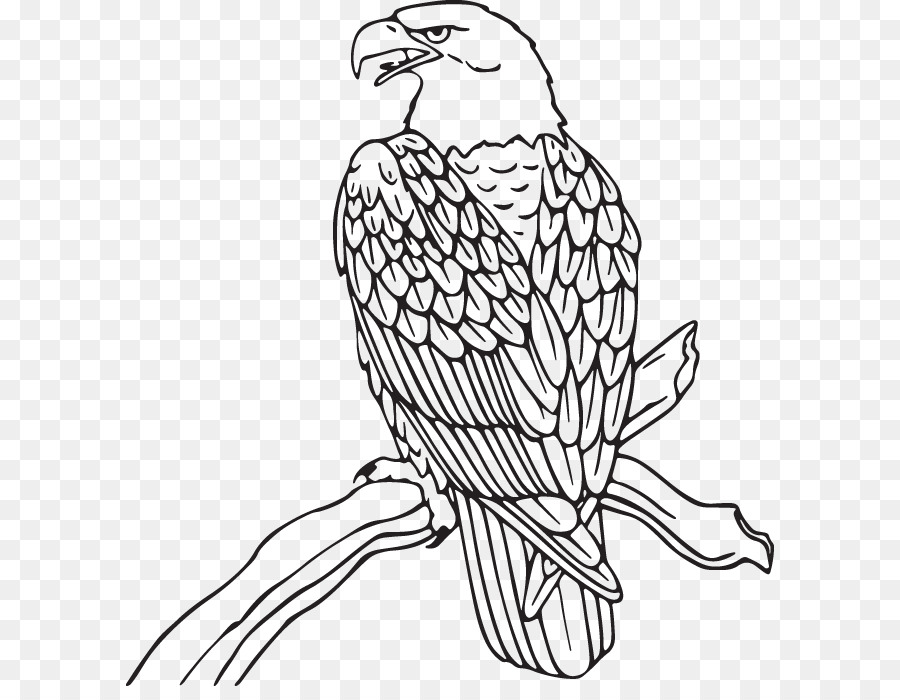 Vogelschnabel Falcon Peregrine Falcon-Bird von Beute - Wanderfalken