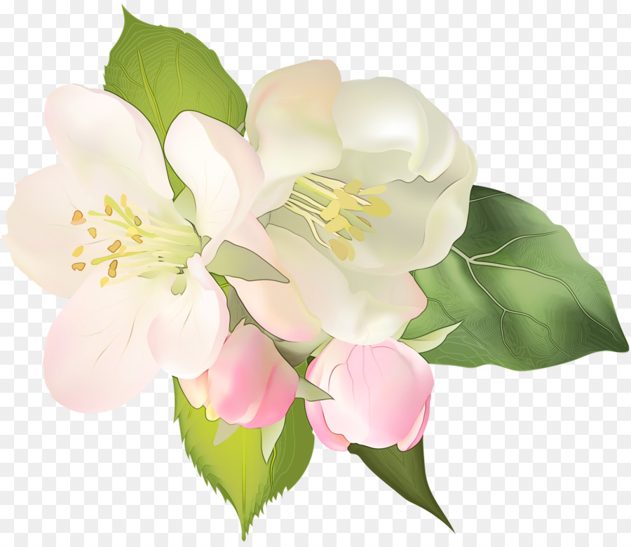 cây hoa cánh hoa cây trắng - 