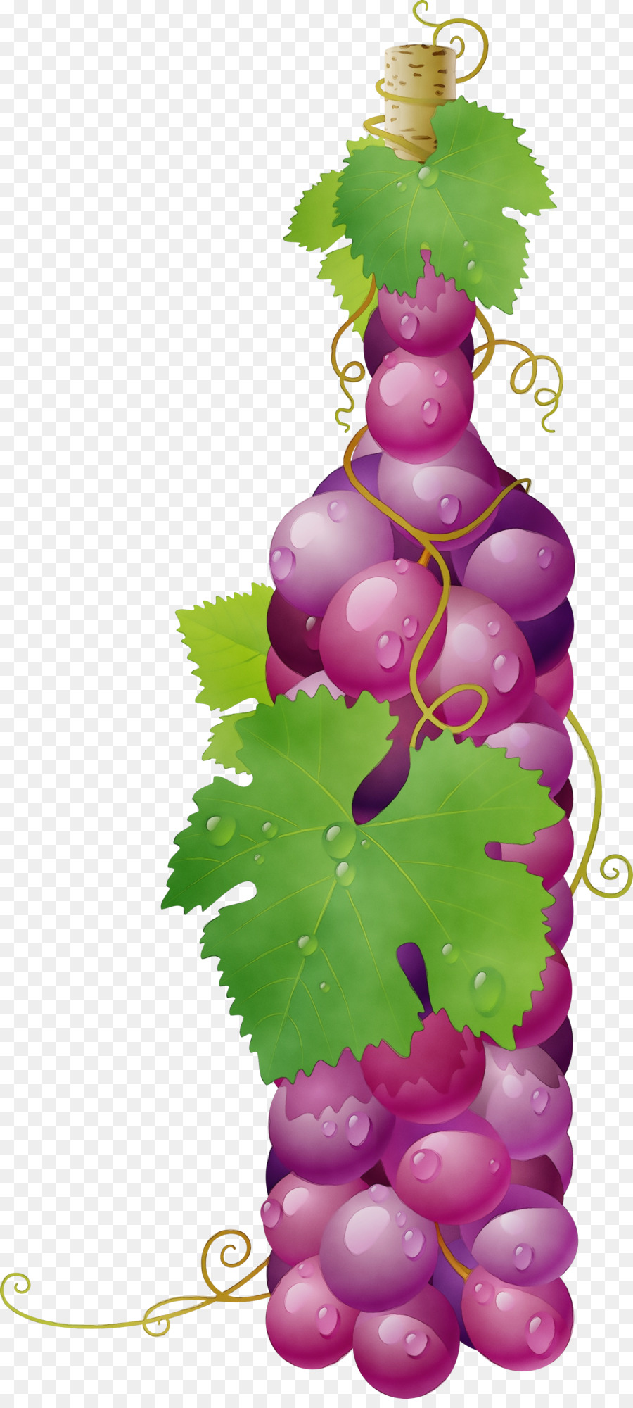 grape grapevine family vitis leaf plant