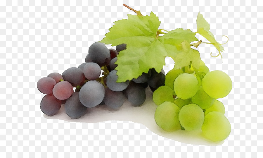 Weintraube Weinblätter kernlose Frucht Weinrebe Familie Vitis - 