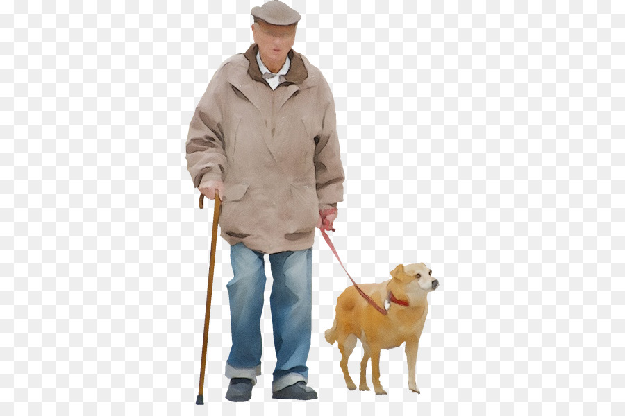 dog leash dog breed dog walking golden retriever
