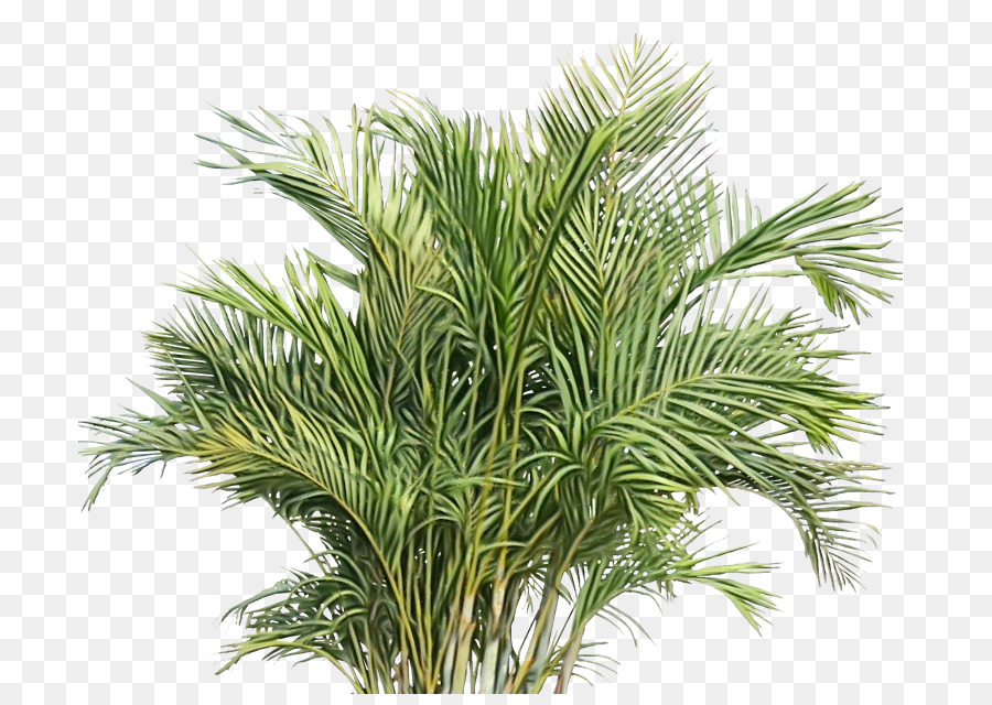 pianta di pino bianco erba pianta terrestre - 