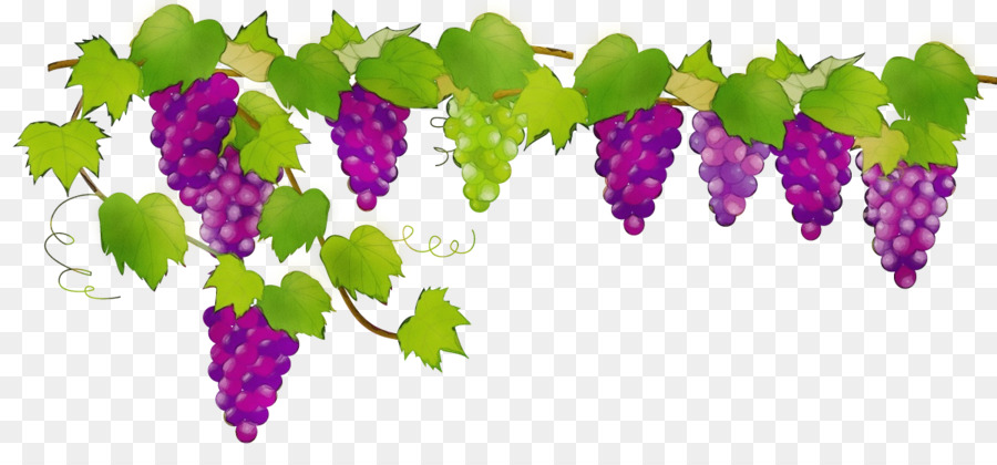 Famiglia foglia di uva Famiglia viola viola - 
