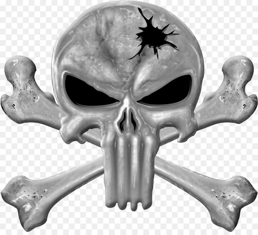 bone skull jaw skeleton