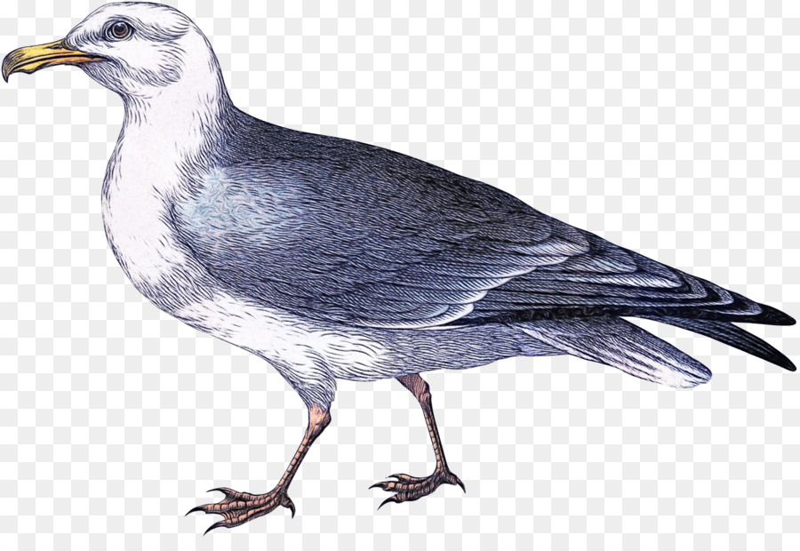 Vogel Schnabel Rock Dove Stock Tauben und Tauben - 